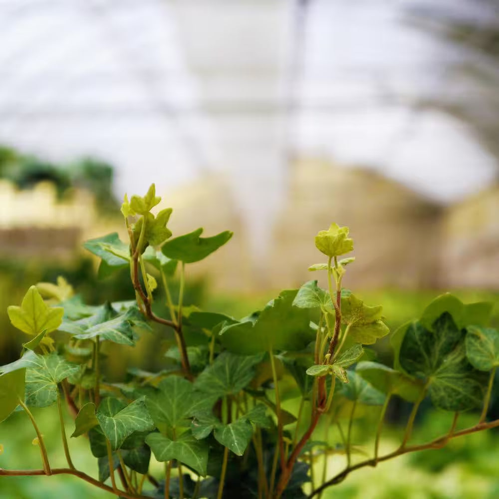Green English Ivy Hanging Basket Live Plant in 4 In. Hanging Pot Hedera Helix Beautiful Easy Care Indoor