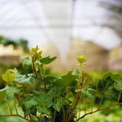 Green English Ivy Hanging Basket Live Plant in 4 In. Hanging Pot Hedera Helix Beautiful Easy Care Indoor