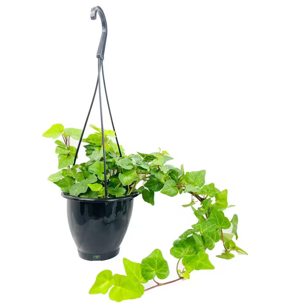 Green English Ivy Hanging Basket Live Plant in 4 In. Hanging Pot Hedera Helix Beautiful Easy Care Indoor