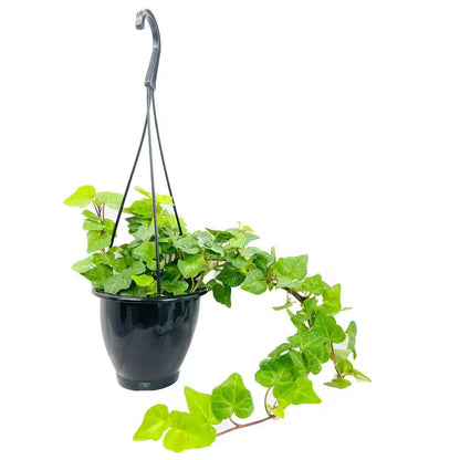 Green English Ivy Hanging Basket Live Plant in 4 In. Hanging Pot Hedera Helix Beautiful Easy Care Indoor